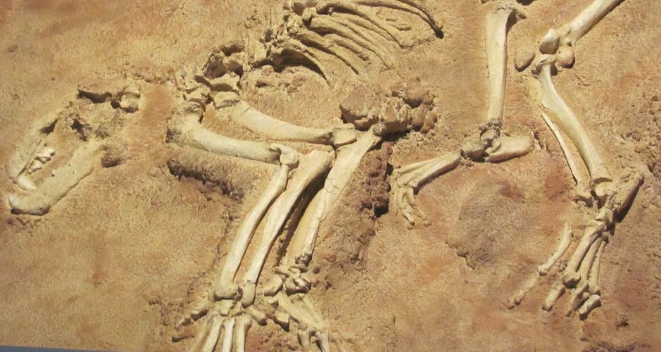 Prehistory: An Investigation