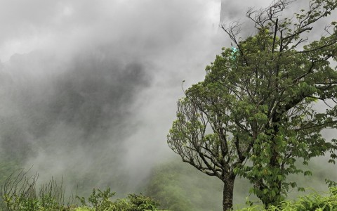 OKOKMouaroa, Moorea, 2010